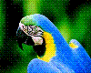 Brazilian Arara animated