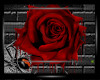 (D)Blood Rose