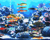 Tropical Fish Tank