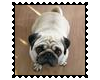 Biggie Pug Stamp 10