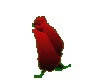 Red Rose