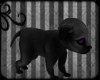 [&THORN;] Black Wolf Pup