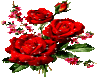 Valentine Roses