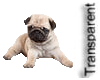 Transparent Pug Sitter