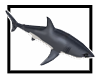 Animated Shark