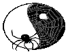 Spider Yin Yang