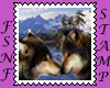 Two Wolves Nose to Nose