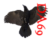 HUGE!!! TRANSPAR RAVEN