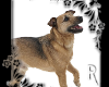 Dog Enhancer