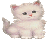 White Kitten