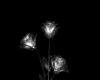 Crystal Roses