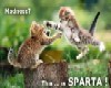Kitten Sparta!