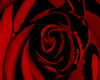 [MD] Rose