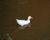 duck swim