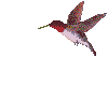 humming bird