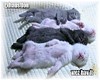 ~Al~ Sleeping Kittens