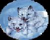 Foxes!