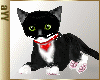 aYY- kissing with black white tuxedo Kitten