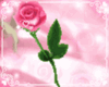 Pink Love Roses