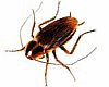 KF}Animated Cockroach