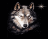 SPARKLING WOLF..