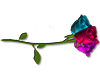 3 colored rose