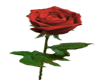 Single Red Rose