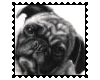 Biggie Pug Stamp 5