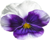 Pretty Pansy