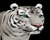 M / F white Tiger Pet