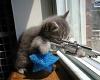 Snipper Kitty
