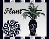 Product Image for Eternity Plant