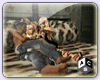 [ACS] MIDSUM WILD BED