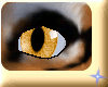 Product Image for Orange Feline Eyes F