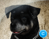 Lx Rottweiler + 10 SOUND