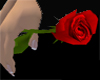 Red Rose