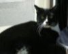 Funny Cat