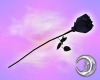 Black & Blue Rose