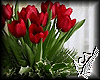Christmas Tulips