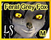 Feral Grey Fox