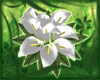 Bouquet of Calla Lilies