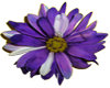 Purple Daisy