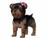 Puppy Pet