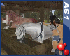 [AS1] Passion Stable