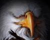 Eagle dance floor