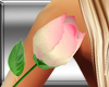BEAUTY ROSE