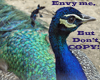 Dont Copy