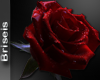 + rose 4u 24 +