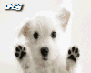 Cute Puppy Pet