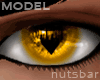 *n* model golden cats